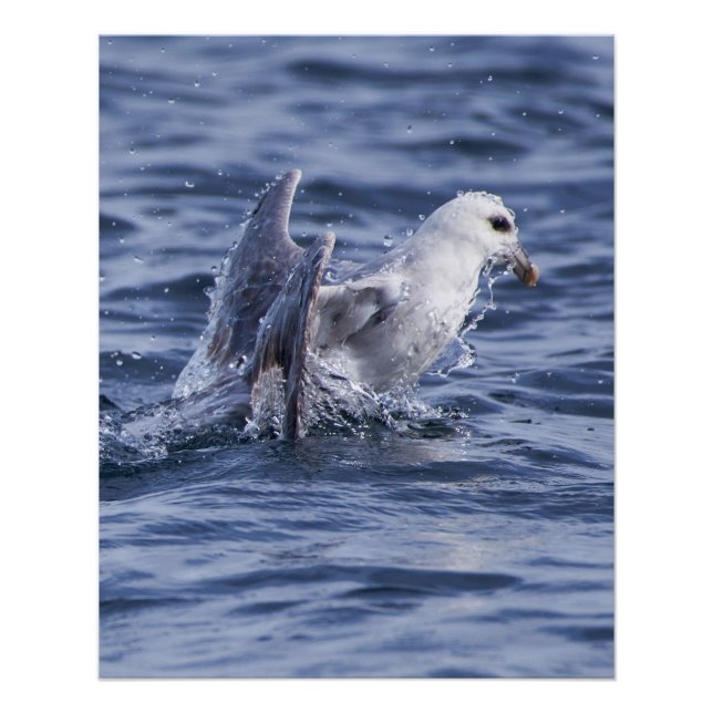 Poster fotográfico de naturaleza Fulmar (Anverso)