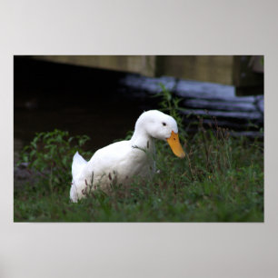 Póster fotográfico de pato blanco