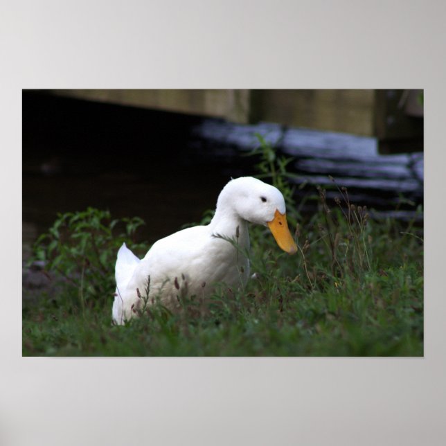 Póster fotográfico de pato blanco (Frente)