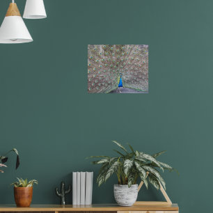 Póster fotográfico de plumas de fantail de pavo re