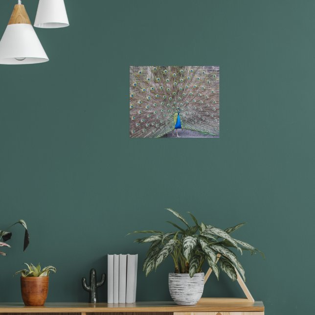 Póster fotográfico de plumas de fantail de pavo re (Salón 1)