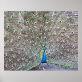 Póster fotográfico de plumas de fantail de pavo re