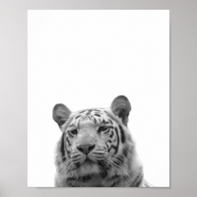 Póster fotográfico para habitación de niño Tigre B (Frente)