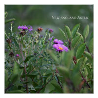 Poster fotográfico Purple Wildflowers