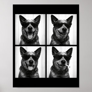 Póster Fotomatón Perro Ganadero Australiano Selfie Divert