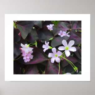 Póster Fotomografía de Floraciones Únicas de Trébol Morad