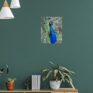 Póster Fotomográfico de hermoso pavo real azul
