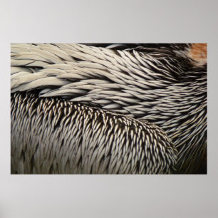 Póster Fotos abstractas de plumas de pelícano en la natur