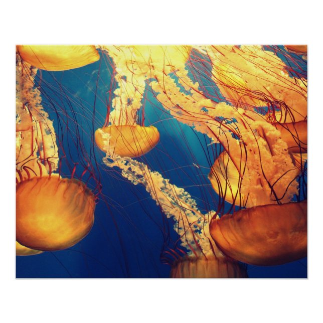 Póster Fotos acuáticas náuticas Fotografía de animales ma (Anverso)