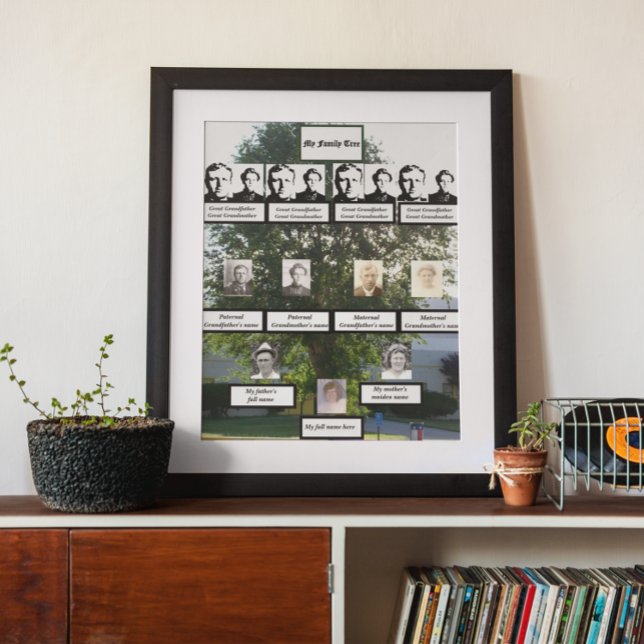 Póster Fotos de árbol de la familia Elm de verano de cuat (Subido por el creador)