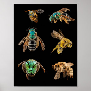 Póster Fotos de Bee Magnified insectos abejas