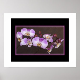 Póster Fotos de cierre de orquídeas blancas y violetas