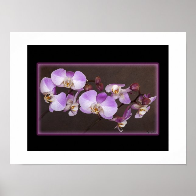 Póster Fotos de cierre de orquídeas blancas y violetas (Frente)