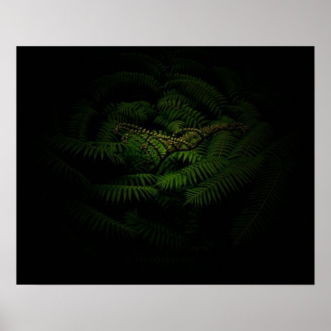 Póster Fotos de Fern Bella Artes (Frente)