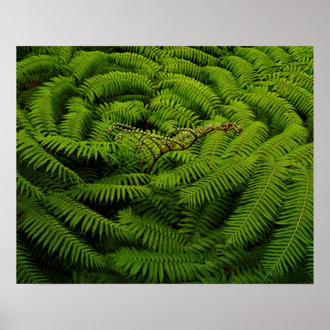 Póster Fotos de Fern Bella Artes (Frente)