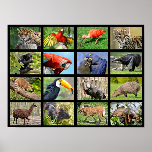 Póster fotos de mosaico animales sudamericanos (Frente)