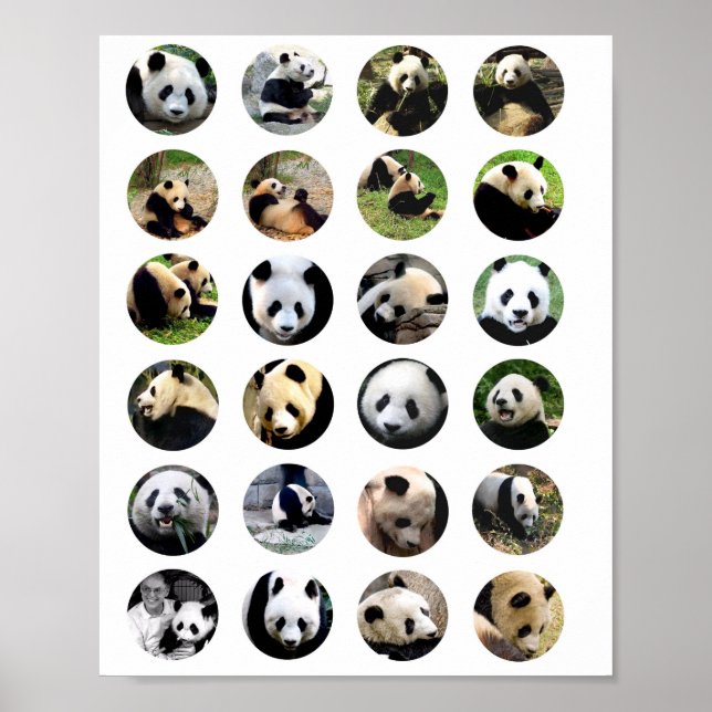 Póster fotos de osos pandas lindos fotografía de naturale (Frente)