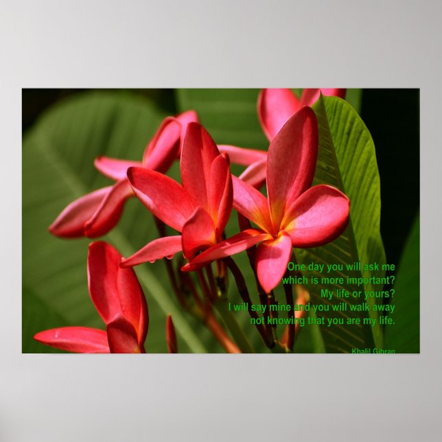 Póster Fotos de Plumeria con cita de Khalil Gibran (Frente)