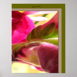 Póster Fotos de Snapdragon Blossom CloseUp Poster de gret