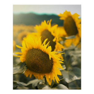 Póster Fotos del mejor girasol del arte amarillo Hardy