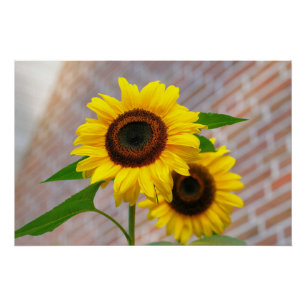 Póster Fotos del mejor girasol del arte amarillo Hardy