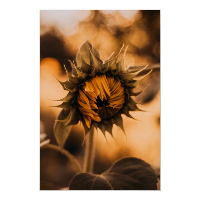 Póster Fotos del mejor girasol del arte amarillo Hardy (Anverso)
