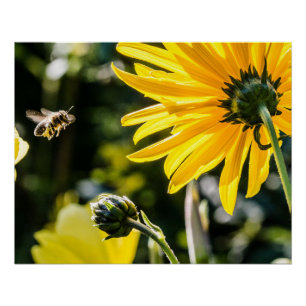Póster Fotos del mejor girasol del arte amarillo Hardy