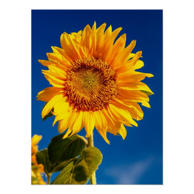 Póster Fotos del mejor girasol del Hardy amarillo (Anverso)