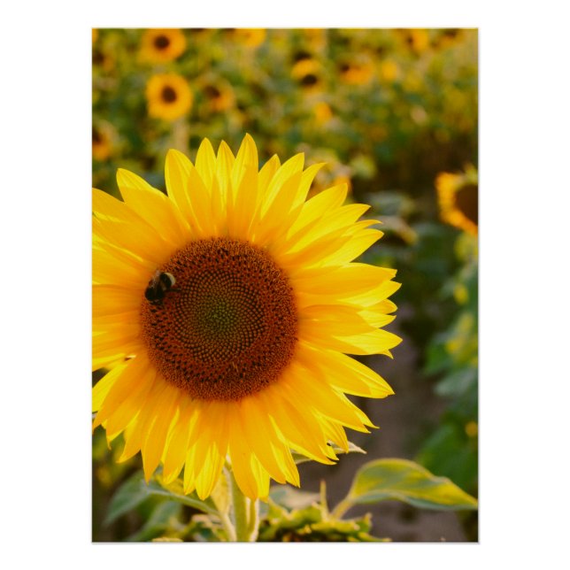 Póster Fotos del mejor girasol del Hardy amarillo (Anverso)