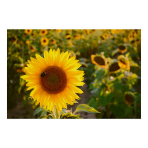 Póster Fotos del mejor girasol del Hardy amarillo