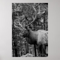 Fotos en blanco y negro de alces Cabaña rústica mo