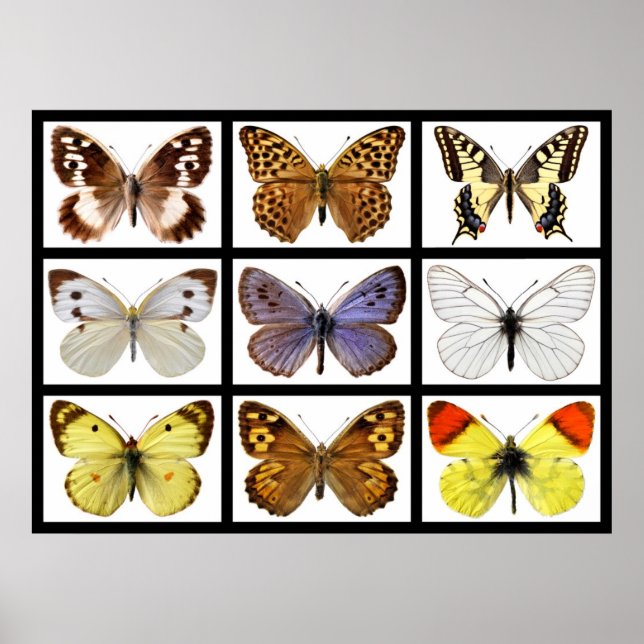 Póster Fotos mosaicas de mariposas (Frente)