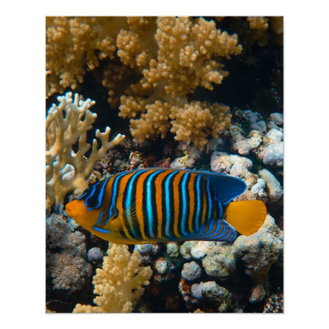 Póster Fotos náuticas Fotografía de animales marinos Fish (Anverso)