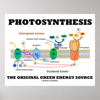 Póster Fotosíntesis La Fuente Original De Energía Verde