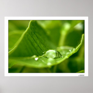 Póster fotosintetizador