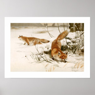 Póster Fox
