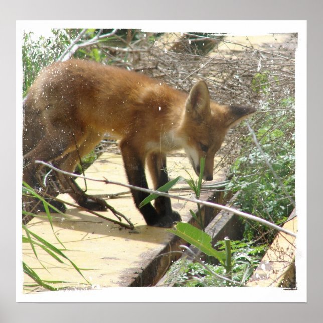 Póster Fox 2 (Frente)