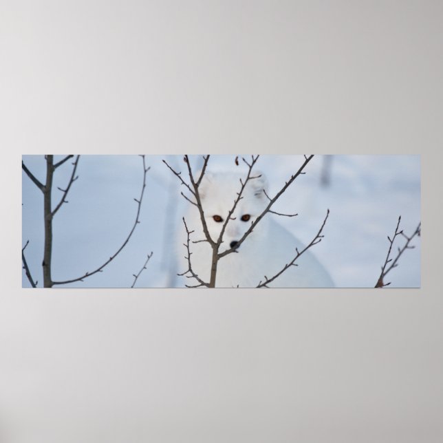 Póster Fox ártica (Frente)