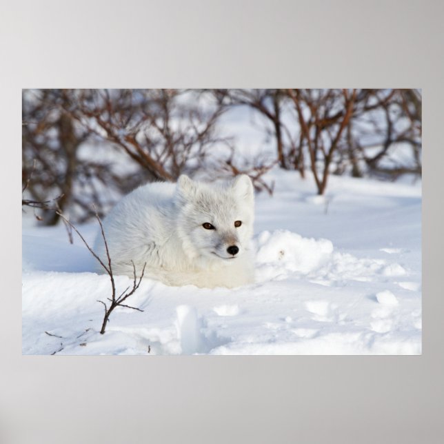 Póster Fox ártica en invierno (Frente)