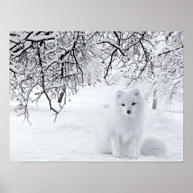 Póster Fox de Nieve en Winter Woods (Frente)