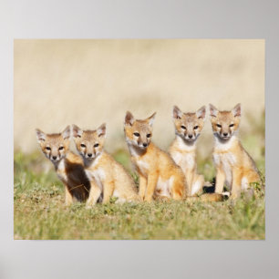 Póster Fox de Swift (Vulpes macrotis) joven en la madrigu