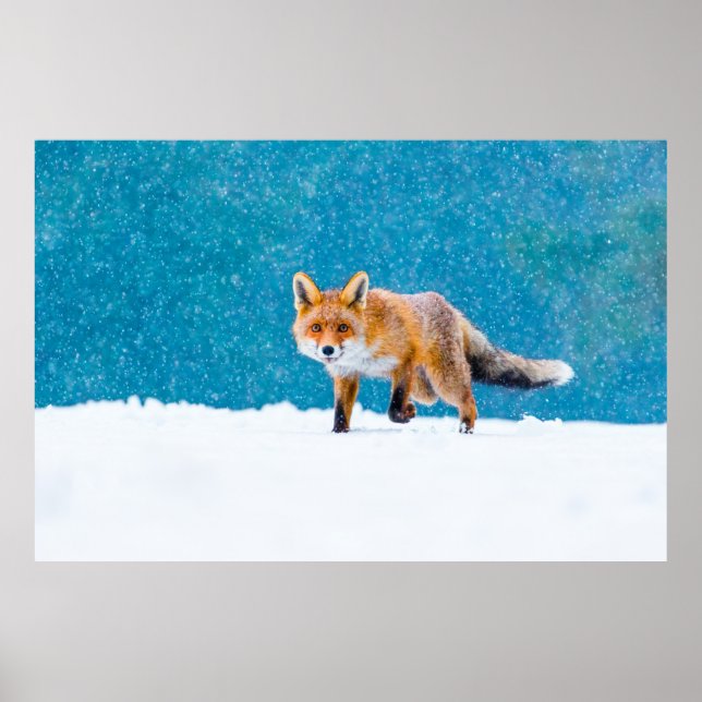Póster Fox en invierno. Fox roja, Vulpes vulpes, olfatead (Frente)
