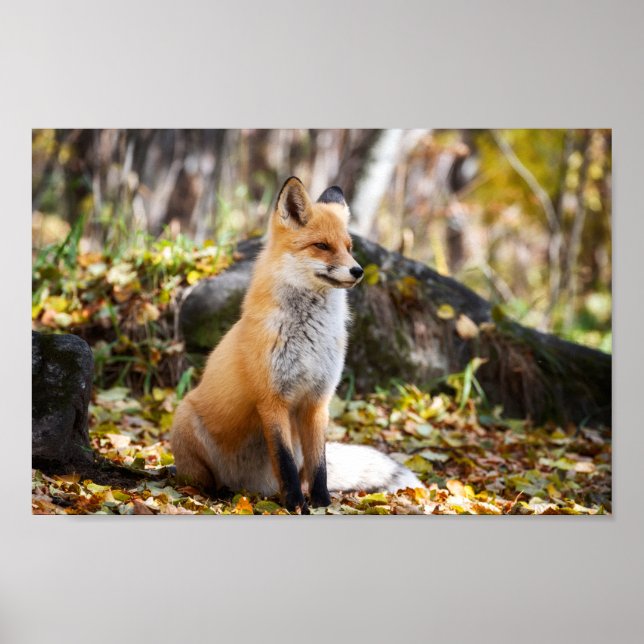 Póster Fox en Woods - Poster (Frente)