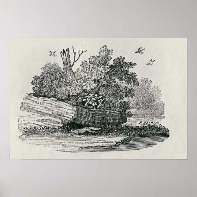 Póster Fox escapa, 'La historia general de (Frente)