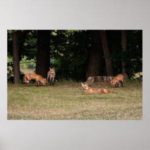 Póster Fox Family Outing 