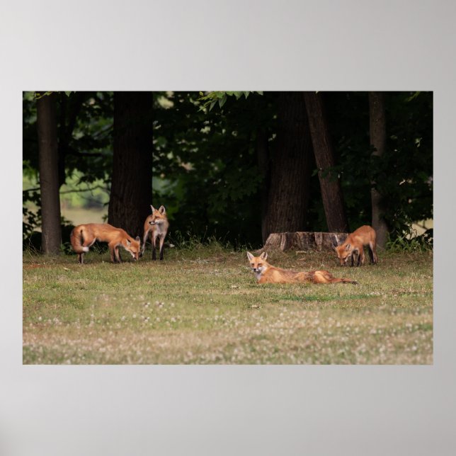 Póster Fox Family Outing  (Frente)