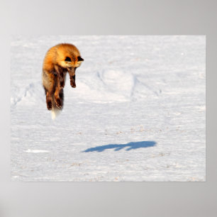 Póster Fox Leap   Yukón (Canadá)