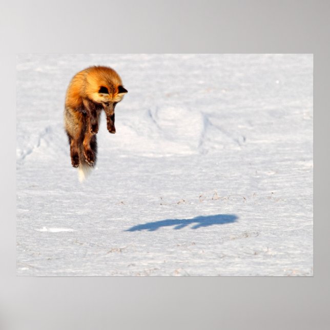 Póster Fox Leap | Yukón (Canadá) (Frente)