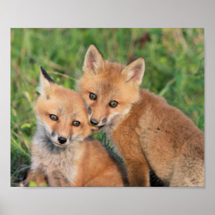 Póster Fox Nom