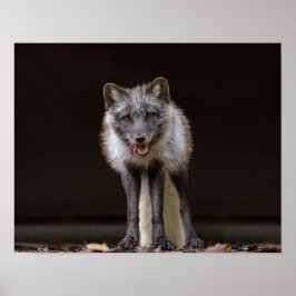 Póster Fox plateada cautivadora